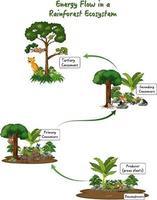 fluxo de energia em um diagrama de ecossistema de floresta tropical vetor