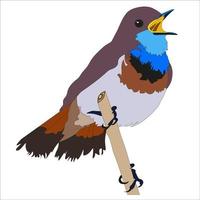 ilustração bluethroat pássaro é uma pássaro anteriormente classificado Como uma membro do a família turdídeos, mas agora inclui muscicapidae. vetor