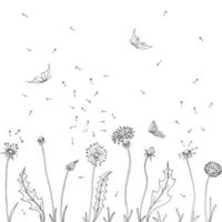 dentes-de-leão. voar sementes de dente de leão. ilustração em vetor de um esboço. fundo de verão com flores e borboletas.
