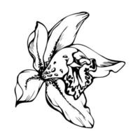 mão desenhado vetor tinta orquídea, monocromático, detalhado contorno. fechar-se desenhando do solteiro cymbidium exótico flor. isolado em branco fundo. Projeto para parede arte, casamento, imprimir, tatuagem, cobrir, cartão.