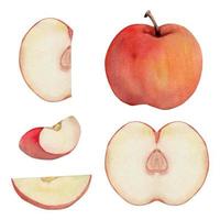 mão desenhado aguarela composição com maduro maçã fruta, cheio e fatias, com folhas, vermelho e verde. isolado objeto em branco fundo. Projeto para parede arte, casamento, imprimir, tecido, cobrir, cartão vetor