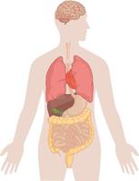 anatomia do corpo humano - desenho do cérebro, pulmões, coração, fígado, intestinos vetor