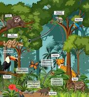 diagrama mostrando a teia alimentar na floresta tropical vetor