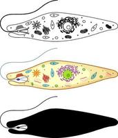 euglena em cores e rabiscos em fundo branco vetor