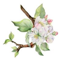 mão desenhado aguarela maçã flores em ramo com folhas, branco, Rosa e verde. quadrado composição isolado em branco fundo. Projeto para parede arte, casamento, imprimir, tecido, cobrir, cartão, convite. vetor