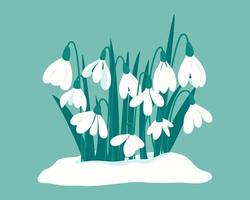 primeiro Primavera flores delicado branco snowdrops dentro monte de neve. cartão postal para floco de neve dia em abril 19. fofa flores do snowdrops para seu Projeto. vetor ilustração