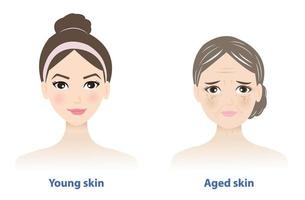 diferenças entre jovem e envelhecido pele. jovem saudável pele parece suave, apertado, Forte e normal colágeno contente. envelhecido pele contém de várias sinais do degeneração. pele Cuidado e beleza conceito. vetor