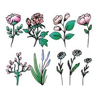 conjunto de campo e várias ervas, bela flor, primavera galho com folhas, objeto de vetor floral em estilo doodle, flores mão desenhar, isolar em um fundo branco.