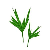 folhas de palmeira verde grande, elemento de decoração floral em estilo simples, ilustração vetorial, folha verde de flor exótica. vetor
