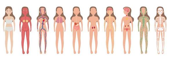 corpo sistema mulher humano conjunto