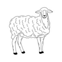 ovelha elegante fofo animal. vetor mão desenhado contorno