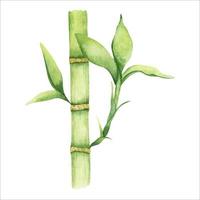 bambu haste com folhas . vegetação bambu. aguarela ilustração, desenhado à mão. isolado em branco fundo. vetor