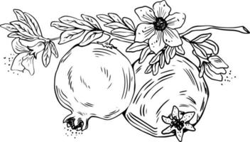 lineart do dois todo romã frutas com folhas e flores Preto em branco fundo vetor