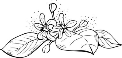 mão desenhado lineart solteiro limão flores com folhas em branco fundo vetor