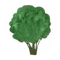 mão desenhado aguarela floresta decíduo árvore clipart vetor