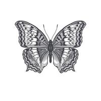 borboleta isolado em branco fundo. vetor