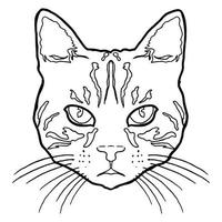 gato face vetor imagem ilustrações