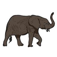 elefante vetor estoque ilustrações