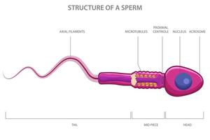 ilustração da estrutura celular do esperma humano ou espermatozóide vetor