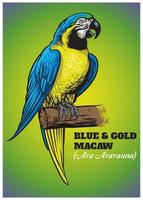 mão desenhando do azul e ouro arara pássaro vetor