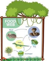 conceito de diagrama de cadeia alimentar vetor