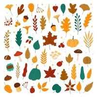 outono elementos. folhas, nozes, castanhas, bagas, abóboras, cogumelos. outono floresta folhagem e outonal elementos mão desenhado vetor conjunto