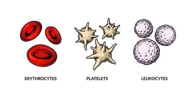 sangue células isolado em branco fundo. mão desenhado eritrócitos, leucócitos e plaquetária. científico biologia ilustração dentro esboço estilo vetor