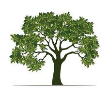 verde árvore com folhas. vetor esboço ilustração. plantar dentro jardim.