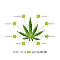 benefícios de canabidiol, pôster infográfico branco com ícones de benefícios e folhas verdes de maconha vetor