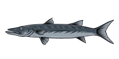 barracuda peixe vetor ilustração