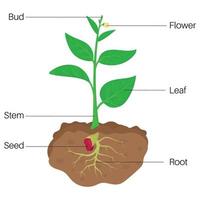 partes do plantar diagrama. vetor