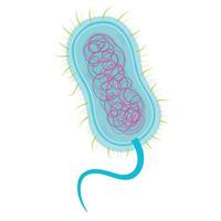 bactérias célula estrutura. vetor