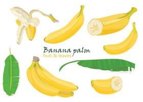 conjunto tropical Palma banana folhas. solteiro, descascado e fatiado frutas. realista desenhando dentro plano cor estilo, isolado em branco fundo. vetor