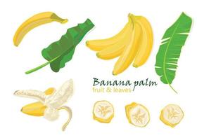 conjunto tropical Palma banana folhas. solteiro, descascado e fatiado frutas. realista desenhando dentro plano cor estilo, isolado em branco fundo. vetor