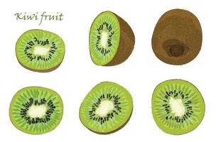 conjunto do desenhado à mão kiwi fruta, solteiro, descascado e fatiado frutas. realista desenho, isolado em branco fundo vetor