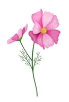 realista texturizado Rosa cosmos flor. pontilhado textura. vetor