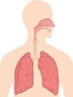 desenho vetorial de diagrama de anatomia de órgão respiratório sistema respiratório vetor