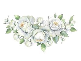 aguarela branco rosas, floral ilustração vetor