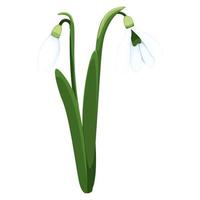 lindo vetor snowdrops. primeiro Primavera flores clipart. delicado floco de neve flores para seu Projeto