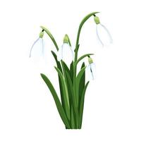 lindo vetor snowdrops. primeiro Primavera flores clipart. delicado floco de neve flores para seu Projeto