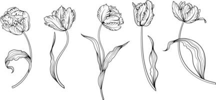 linear tulipa flor. mão desenhado ilustração. isto arte é perfeito para convite cartões, Primavera e verão decoração, cumprimento cartões, cartazes, scrapbooking, imprimir, etc. vetor