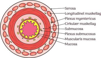 camadas do gi lenço de papel fatia anatomia vetor ilustração com etiquetas
