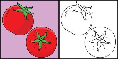 tomate fruta coloração página colori ilustração vetor