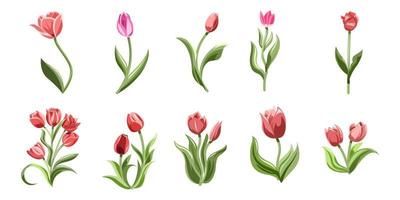 tulipa vetor conjunto coleção gráfico clipart Projeto