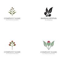 modelos de logotipo com folhas de eucalipto vetor