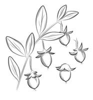 jojoba. mão desenhado vetor ilustração.