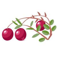 ramos com cranberries e folhas vetor