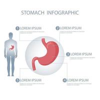 estômago dentro humano corpo infográfico vetor