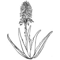 aloés vera plantar e flores em branco fundo. gráfico ilustração agave, aloés Vera, suculento, verde plantar. botânico gráfico ilustração do aloés vera. vetor