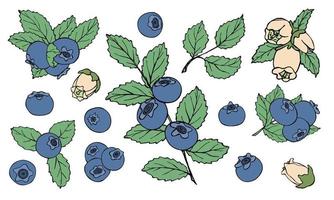 conjunto de vetores de clipart de mirtilo. ícone de baga desenhada de mão. ilustração de frutas. para impressão, web, design, decoração, logotipo.